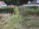 Garten 2012