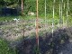 Garten 2013