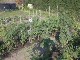 Garten 2013