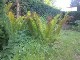 Garten 2013