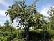 Garten 2014