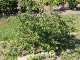 Garten 2014