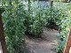 Garten 2014
