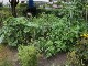 Garten 2014