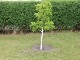 Garten 2015