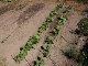 Garten 2015