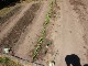 Garten 2015
