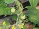 Garten 2015