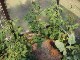 Garten 2015