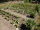 Garten 2015