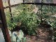 Garten 2015