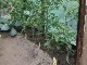 Garten 2015