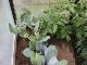 Garten 2015