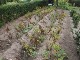 Garten 2015
