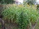 Garten 2015
