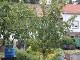 Garten 2015