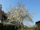 Garten 2017