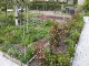 Garten 2017