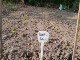 Garten 2017