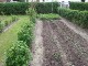 Garten 2017