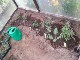 Garten 2017