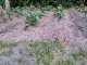 Garten 2017