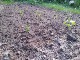 Garten 2017