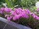 Garten 2017