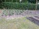 Garten 2017