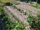 Garten 2017
