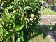 Garten 2017