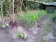 Garten 2017