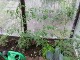Garten 2017