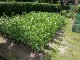Garten 2017