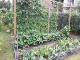Garten 2017
