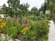 Garten 2017