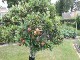 Garten 2017