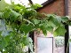 Garten 2017