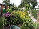 Garten 2017
