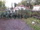 Garten 2017