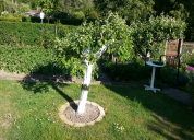 Garten 2019