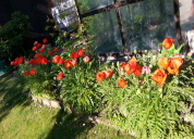 Garten 2019