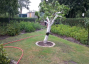 Garten 2019