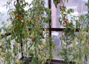 Garten 2019