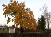 Garten 2019
