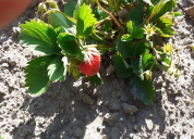 Garten 2020