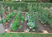 Garten 2020