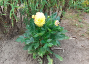 Garten 2020