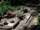 Gartenbahn in Taura