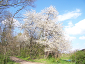 Burgen Sclösser